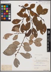 Foto von Salix caprea L.